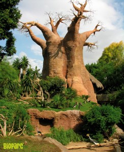 Bioparc Fuengirola Zoo - Baobab Tree