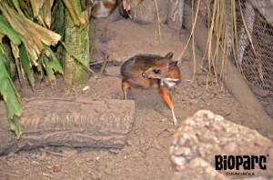 Bioparc Fuengirola Zoo - Baby Deer